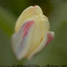tulip-1